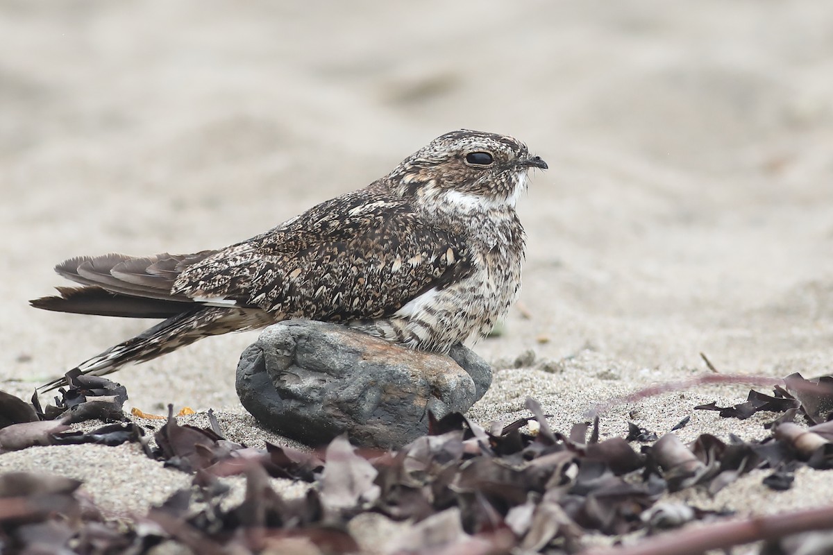 Lesser Nighthawk - Graham Montgomery