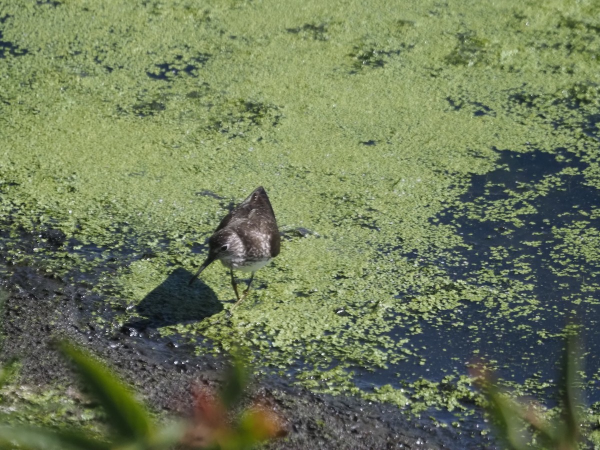 Solitary Sandpiper - ML469299671