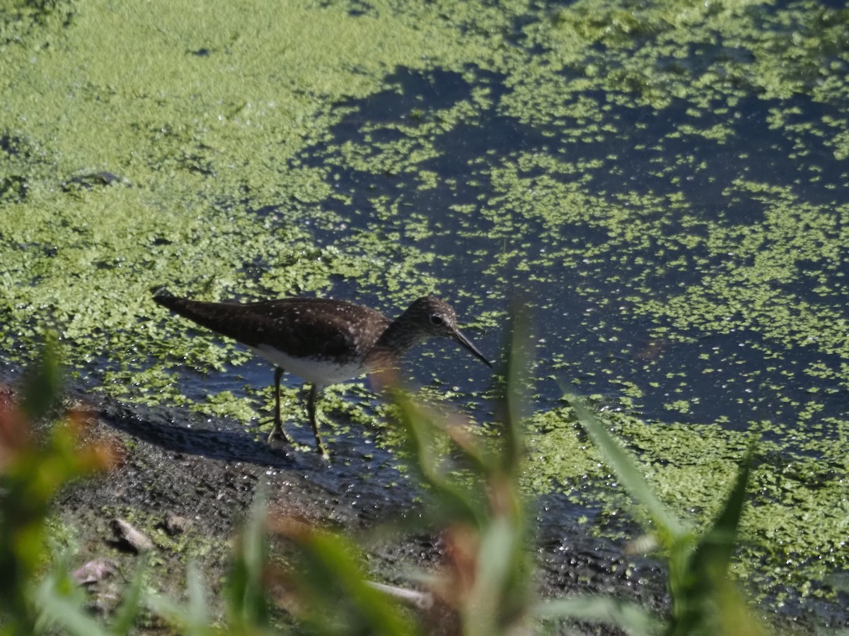 Solitary Sandpiper - ML469299681