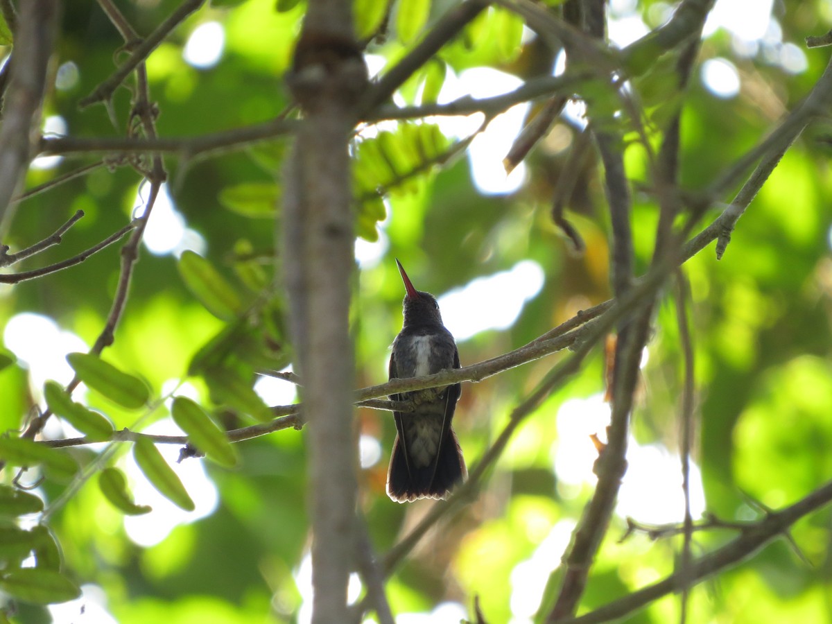 kolibřík safírový - ML469300101