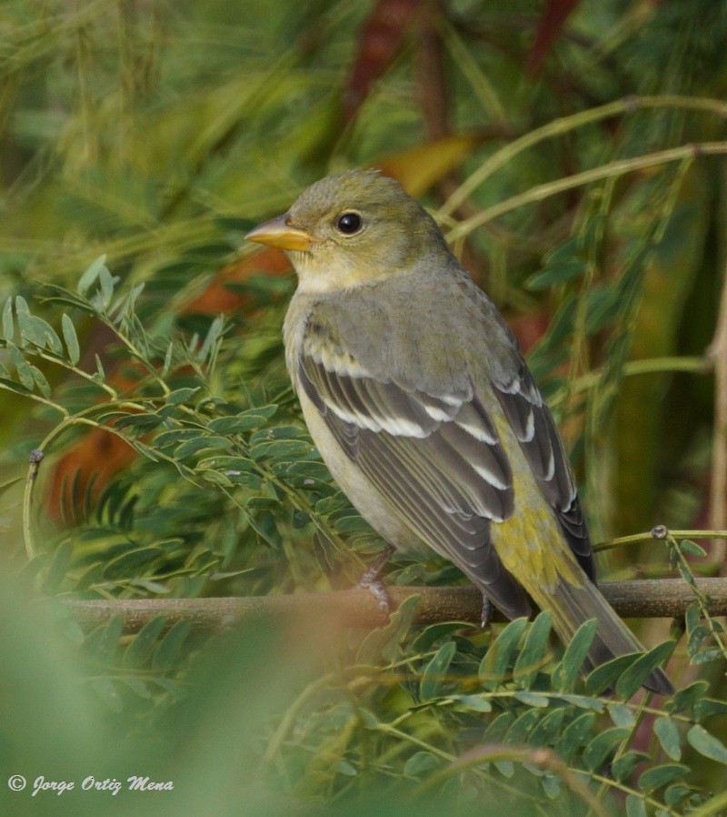 Western Tanager - ML46930011