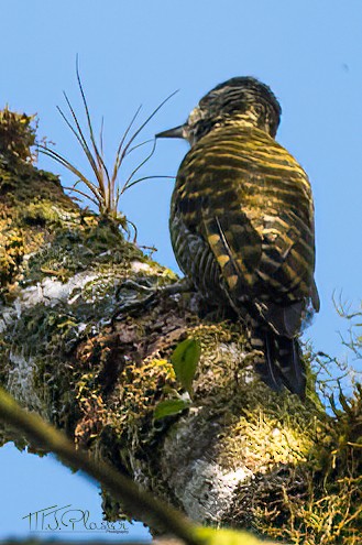 White-spotted Woodpecker - ML469300831