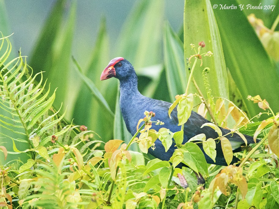 Philippine Swamphen - ML46930371