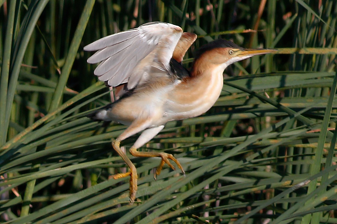 Least Bittern - Gary Jarvis