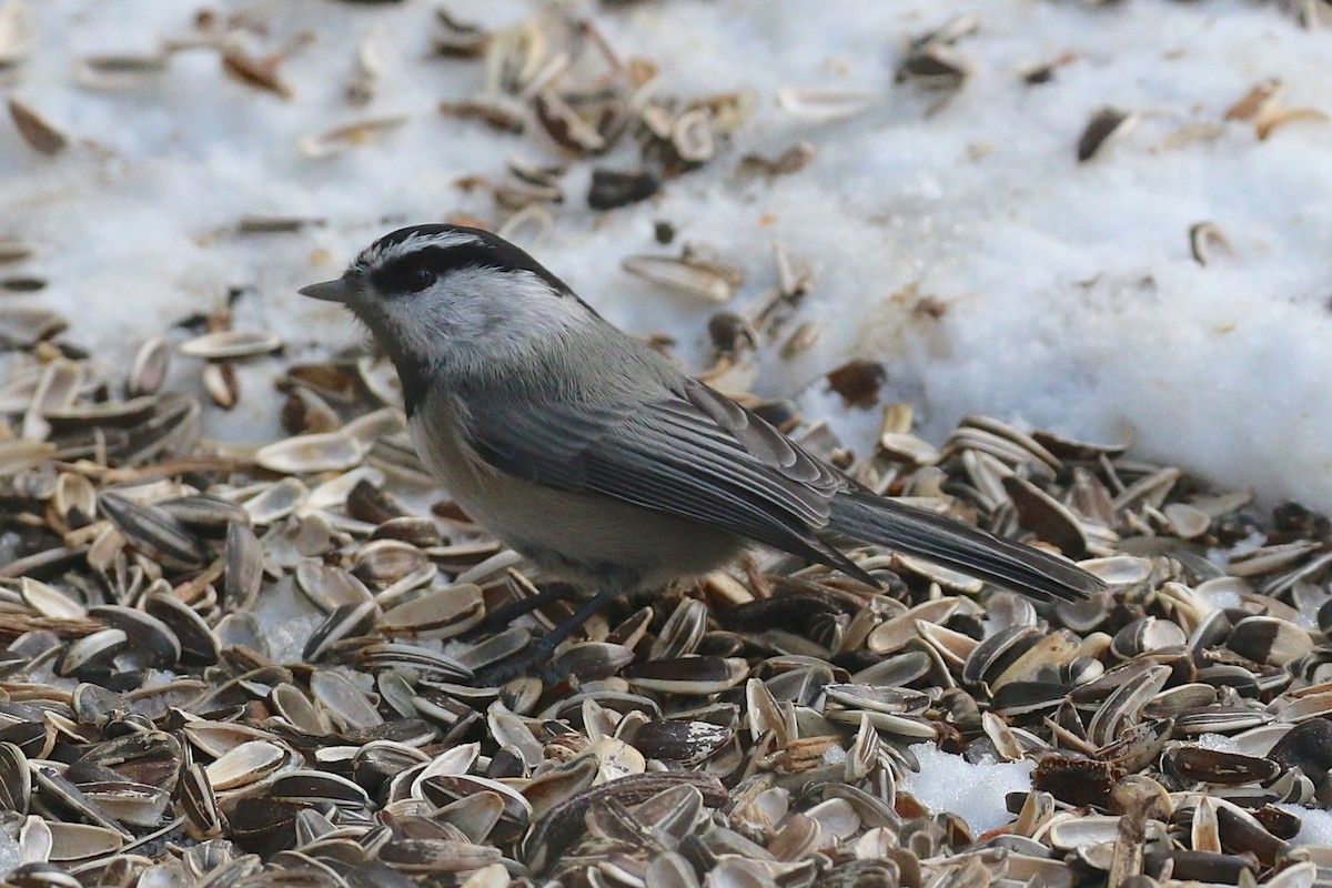 Mountain Chickadee - Douglas Faulder