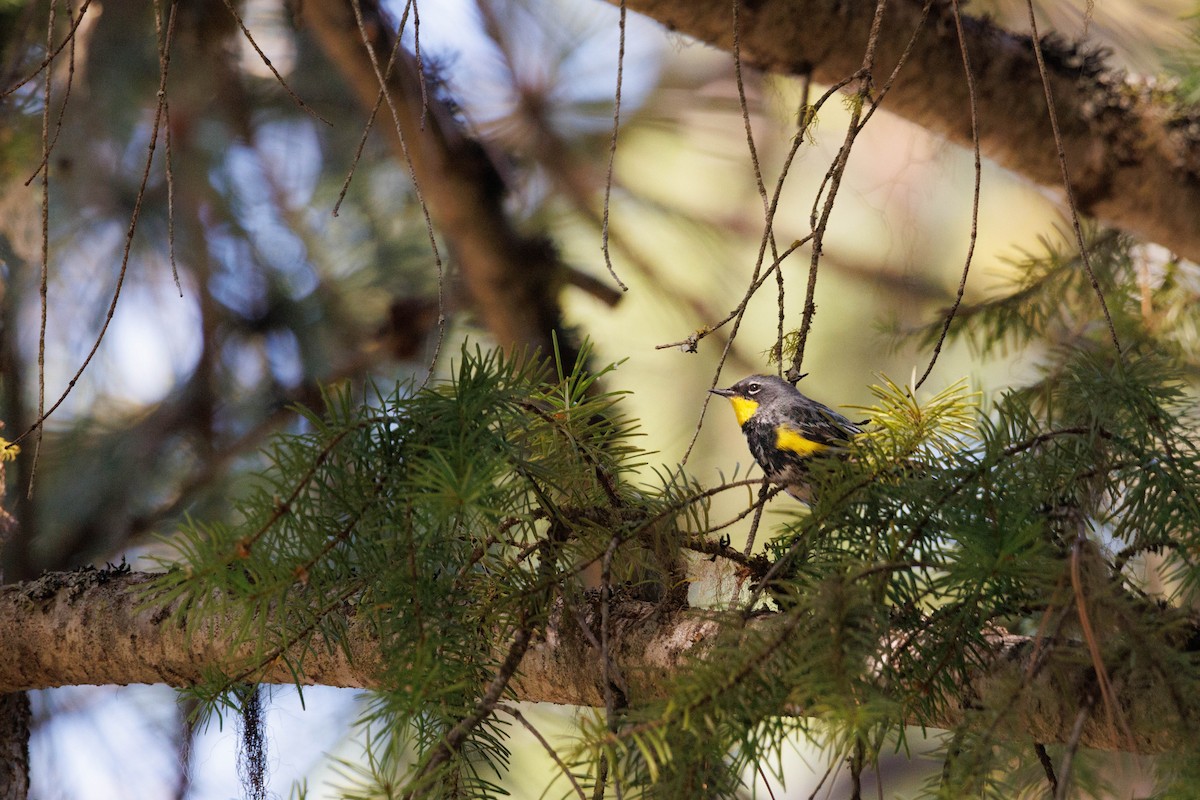 Yellow-rumped Warbler - A Nick