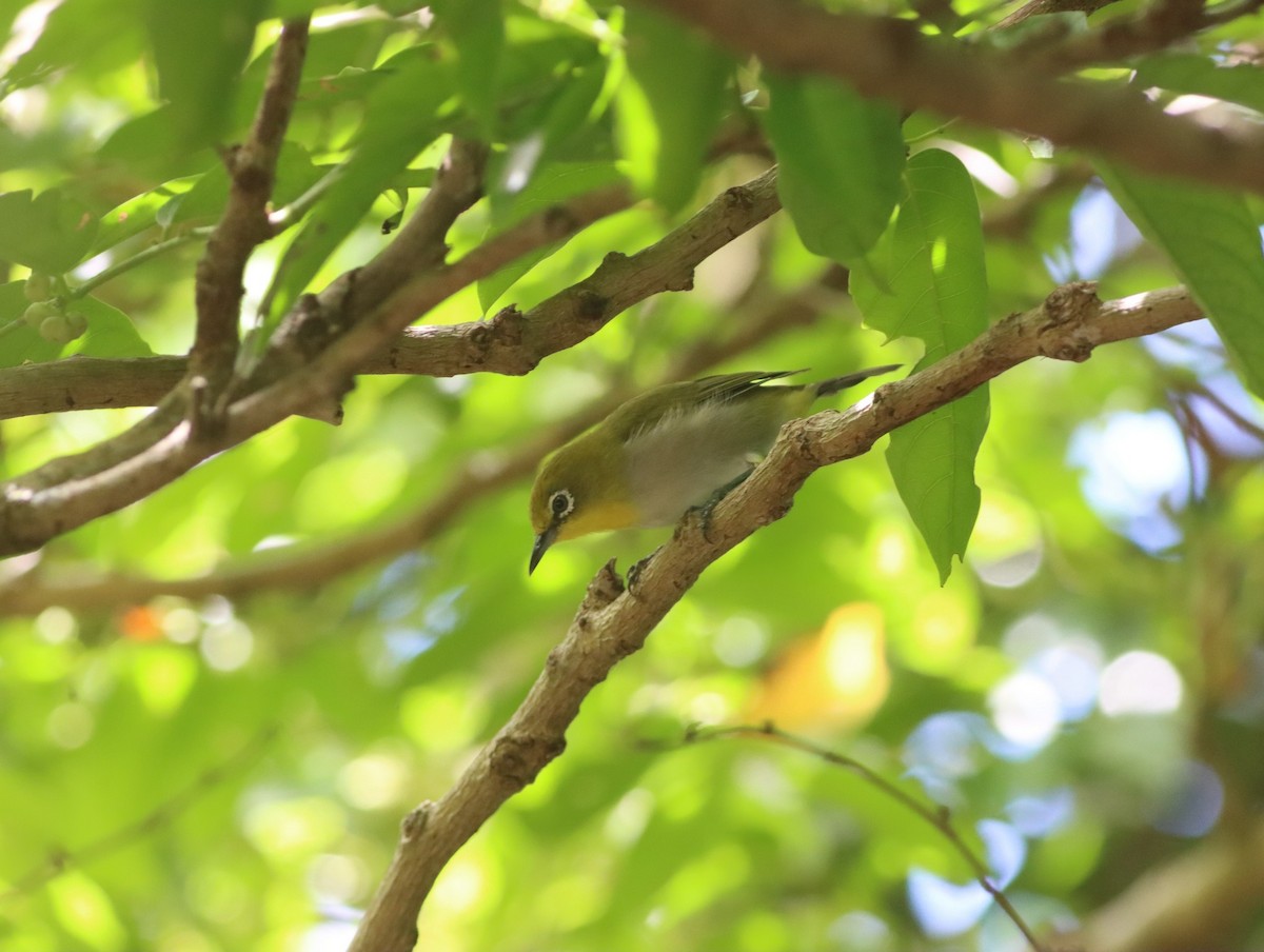 Lowland White-eye - ML469308611