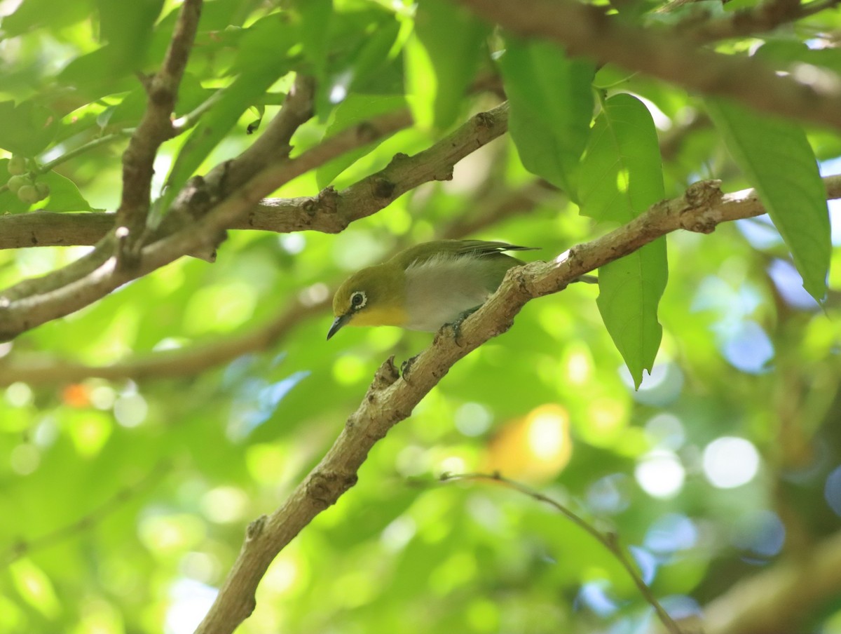 Lowland White-eye - ML469308631