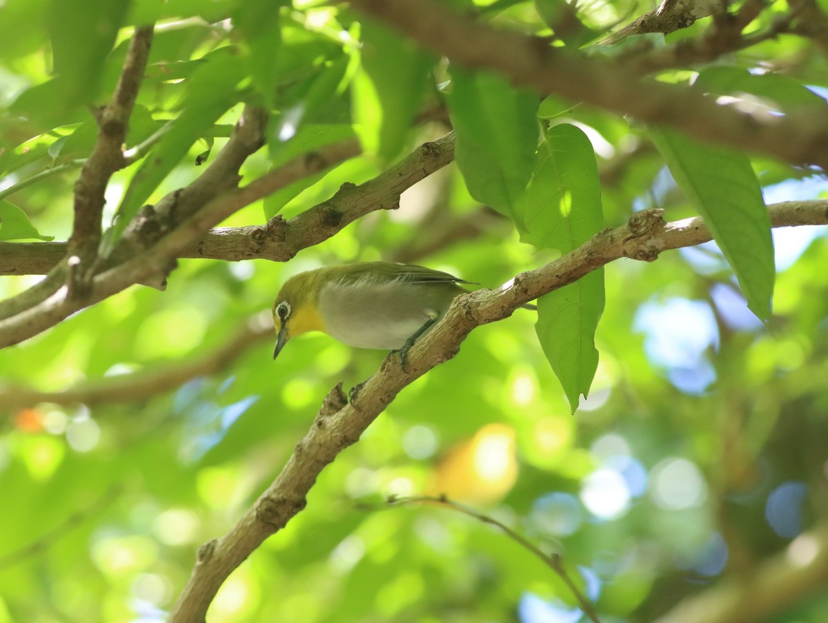 Lowland White-eye - ML469308641