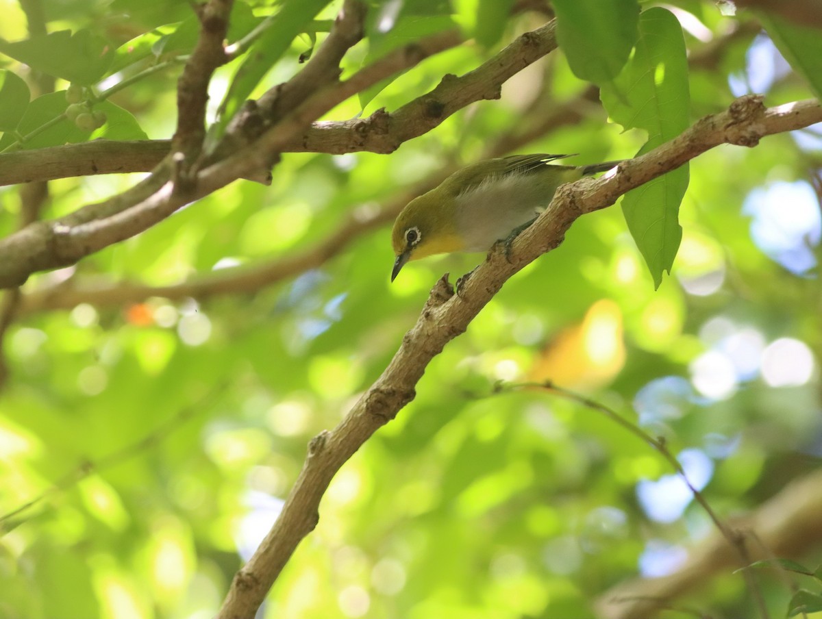 Lowland White-eye - ML469308651