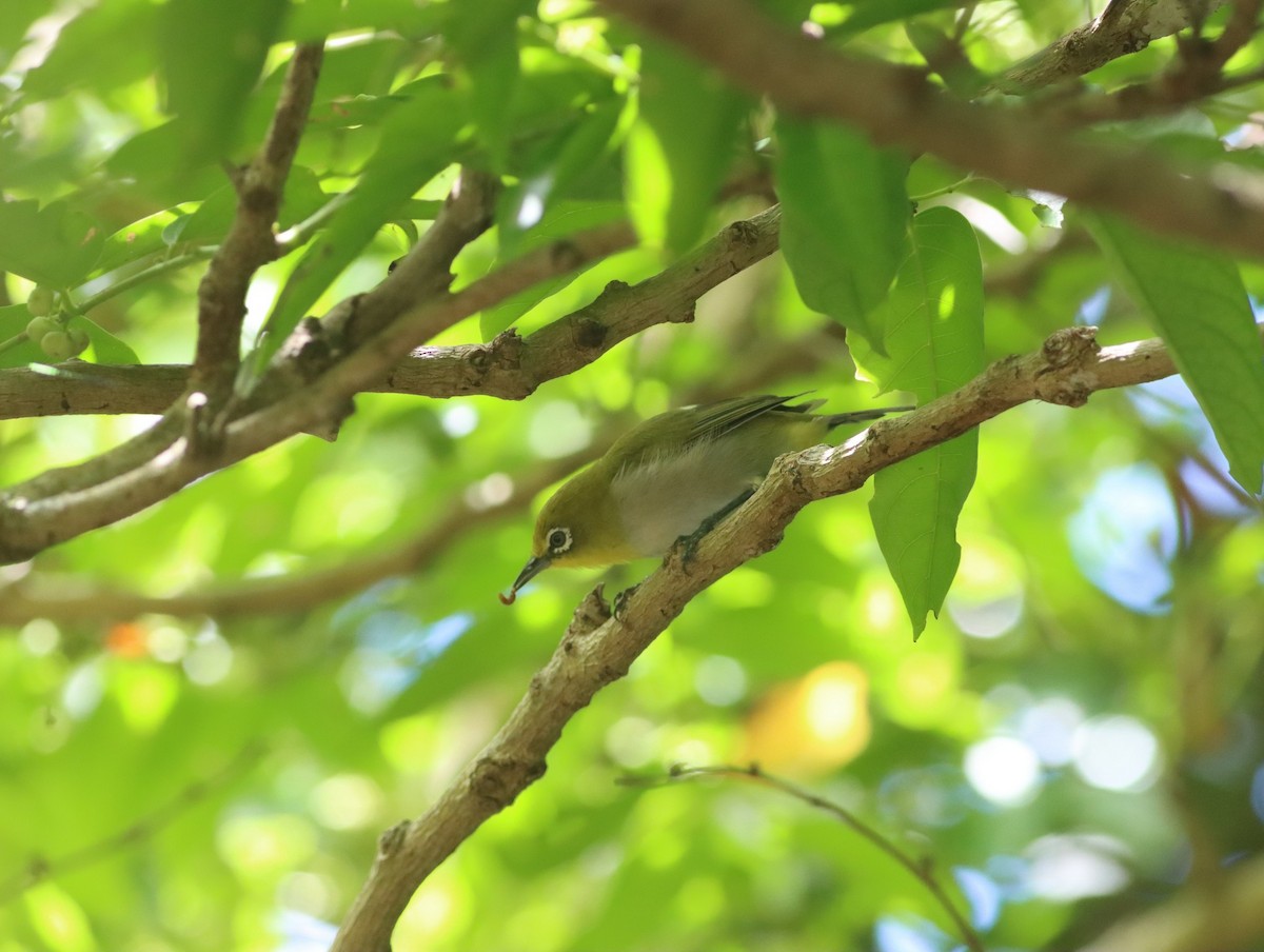 Lowland White-eye - ML469308661