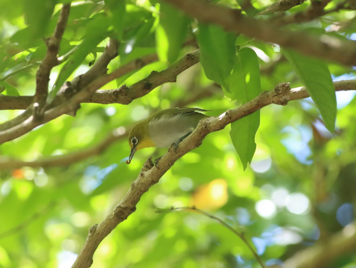 Lowland White-eye - ML469308671