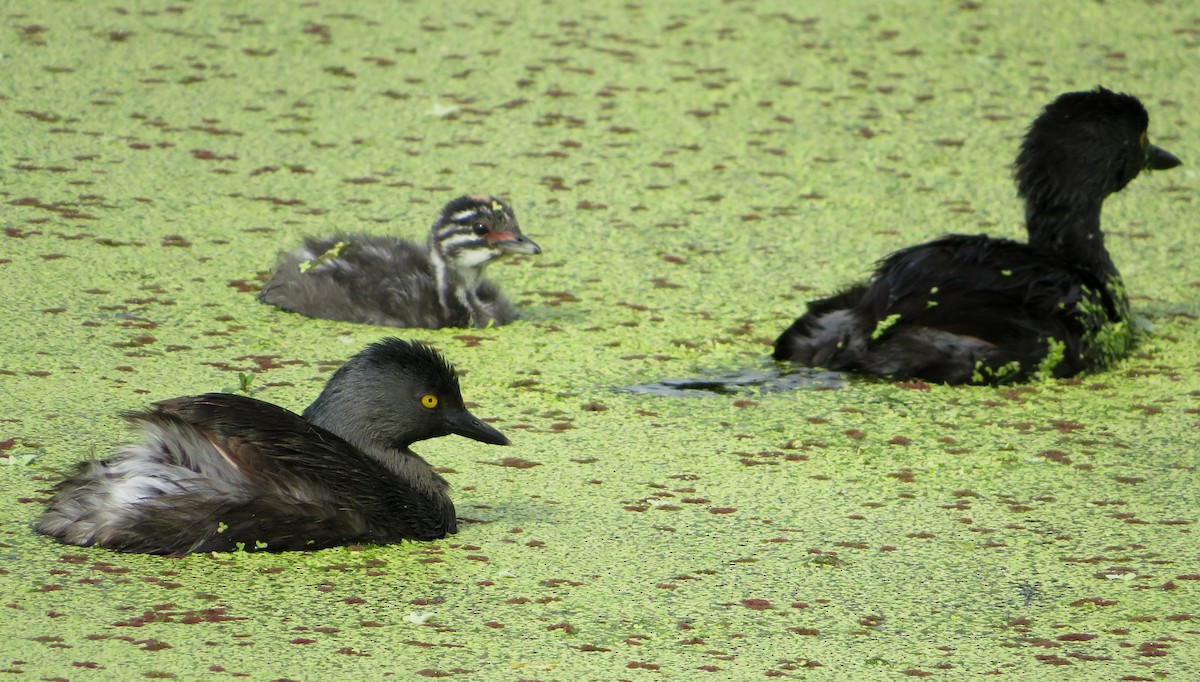 Least Grebe - Alfredo Correa