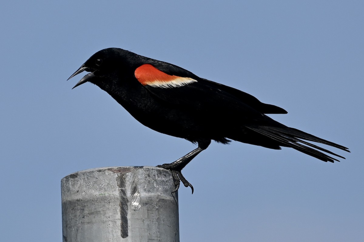 Red-winged Blackbird - ML469313701