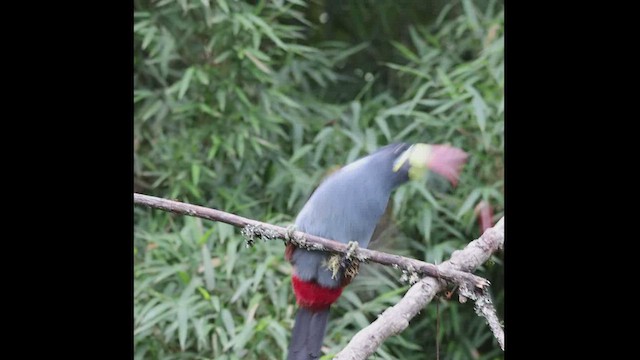 Gray-breasted Mountain-Toucan - ML469314521