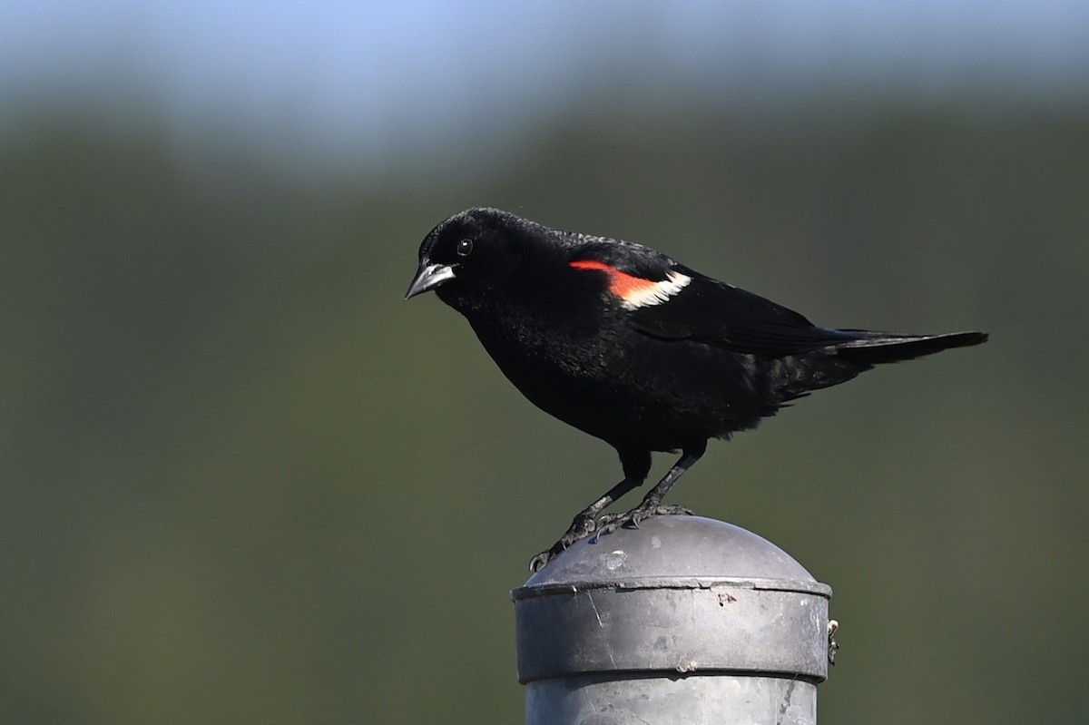 Red-winged Blackbird - ML469314601