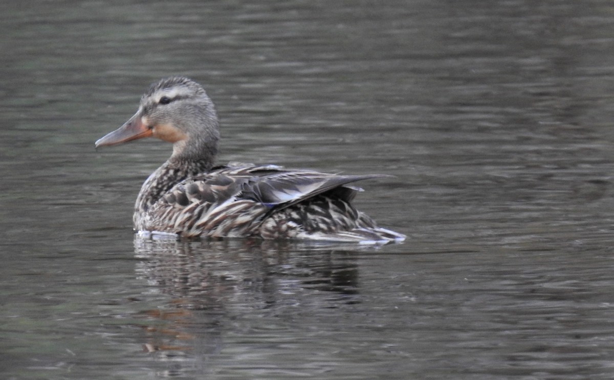 Canard colvert - ML469315111