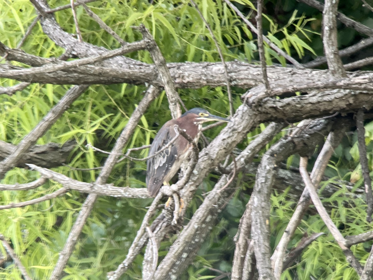 Green Heron - ML469315221