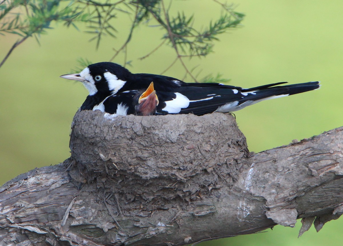 Magpie-lark - ML46931651