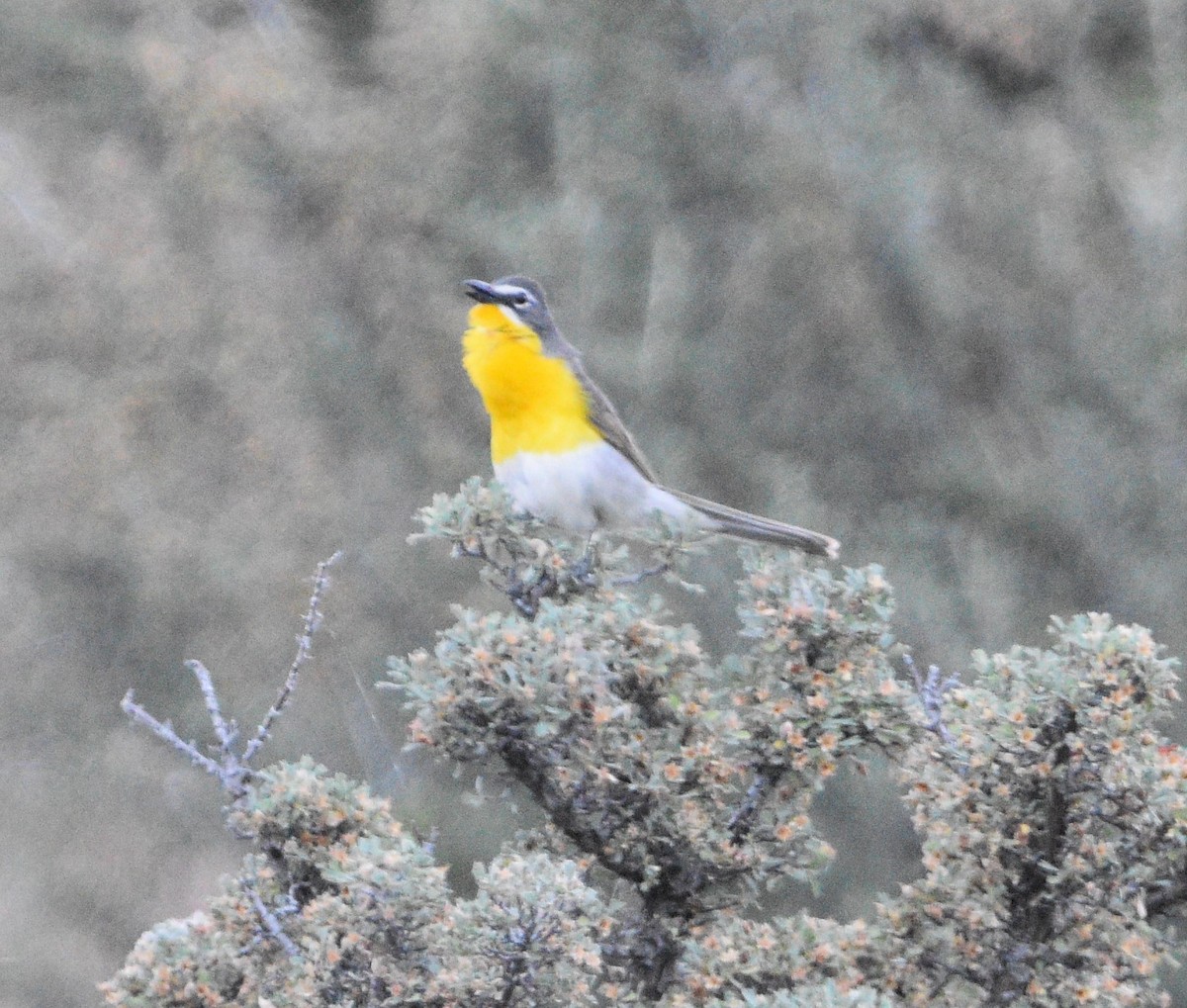 Yellow-breasted Chat - ML469317351