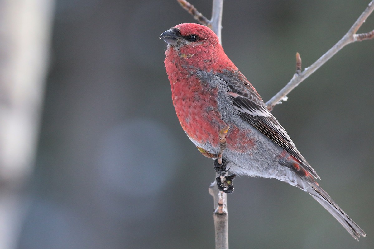 Pine Grosbeak - ML46931871