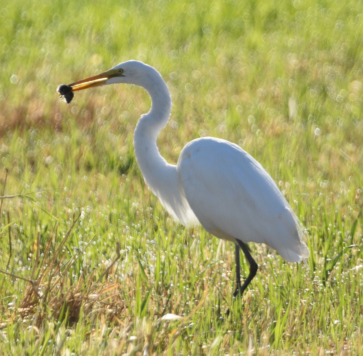 Great Egret - ML469319031