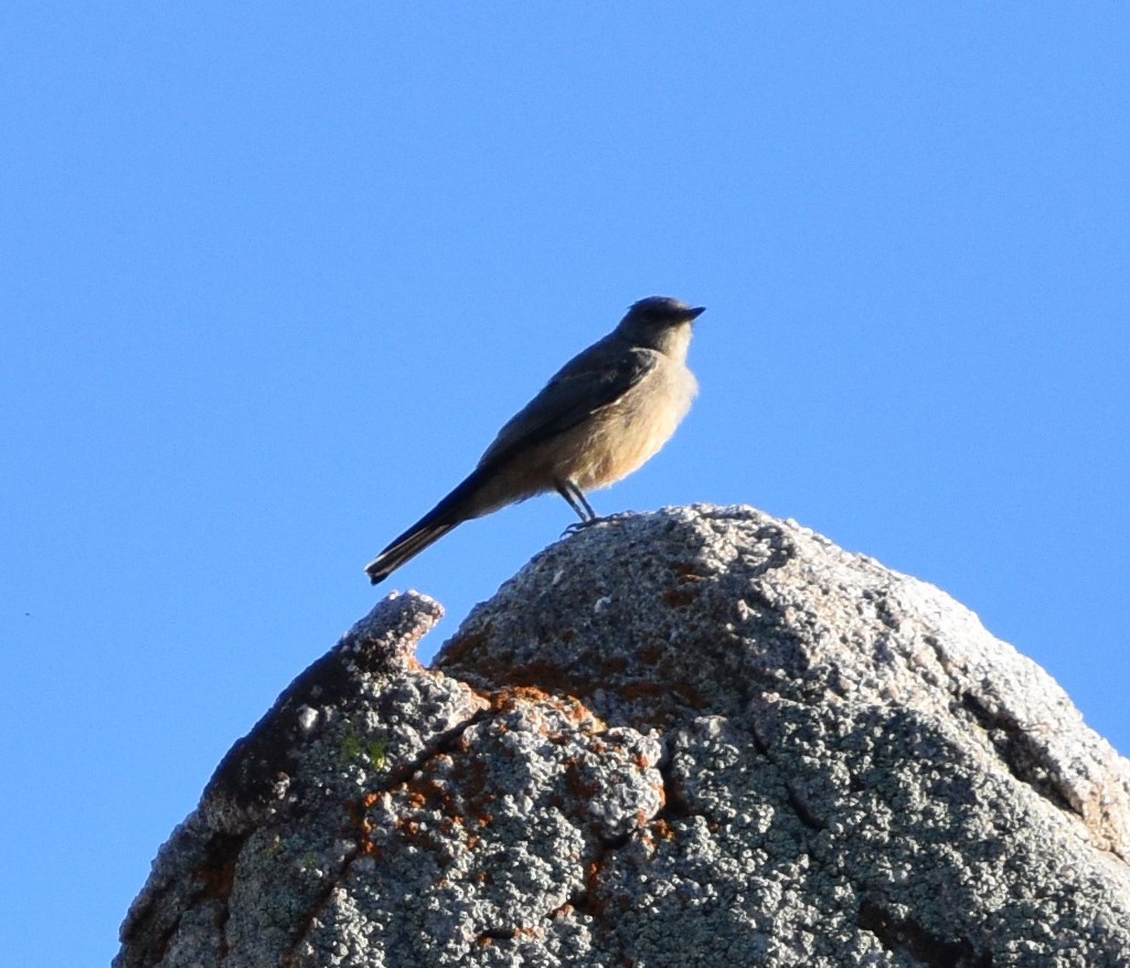 Say's Phoebe - ML469319341