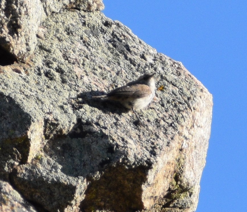 Rock Wren - ML469319371