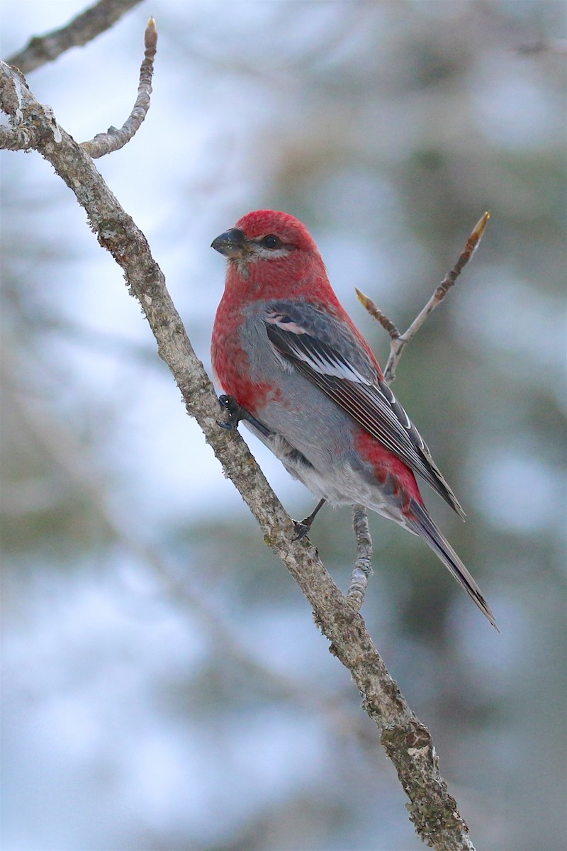 Pine Grosbeak - ML46931941