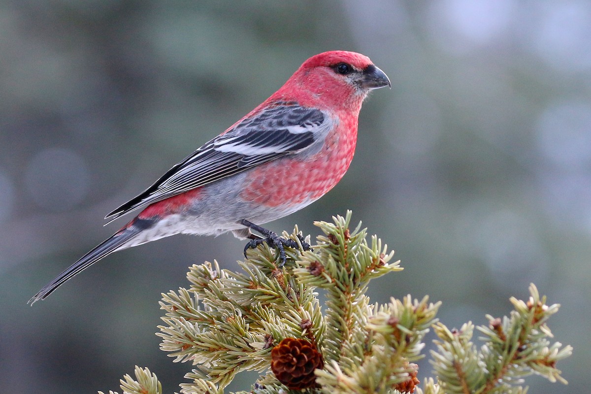 Pine Grosbeak - ML46931951