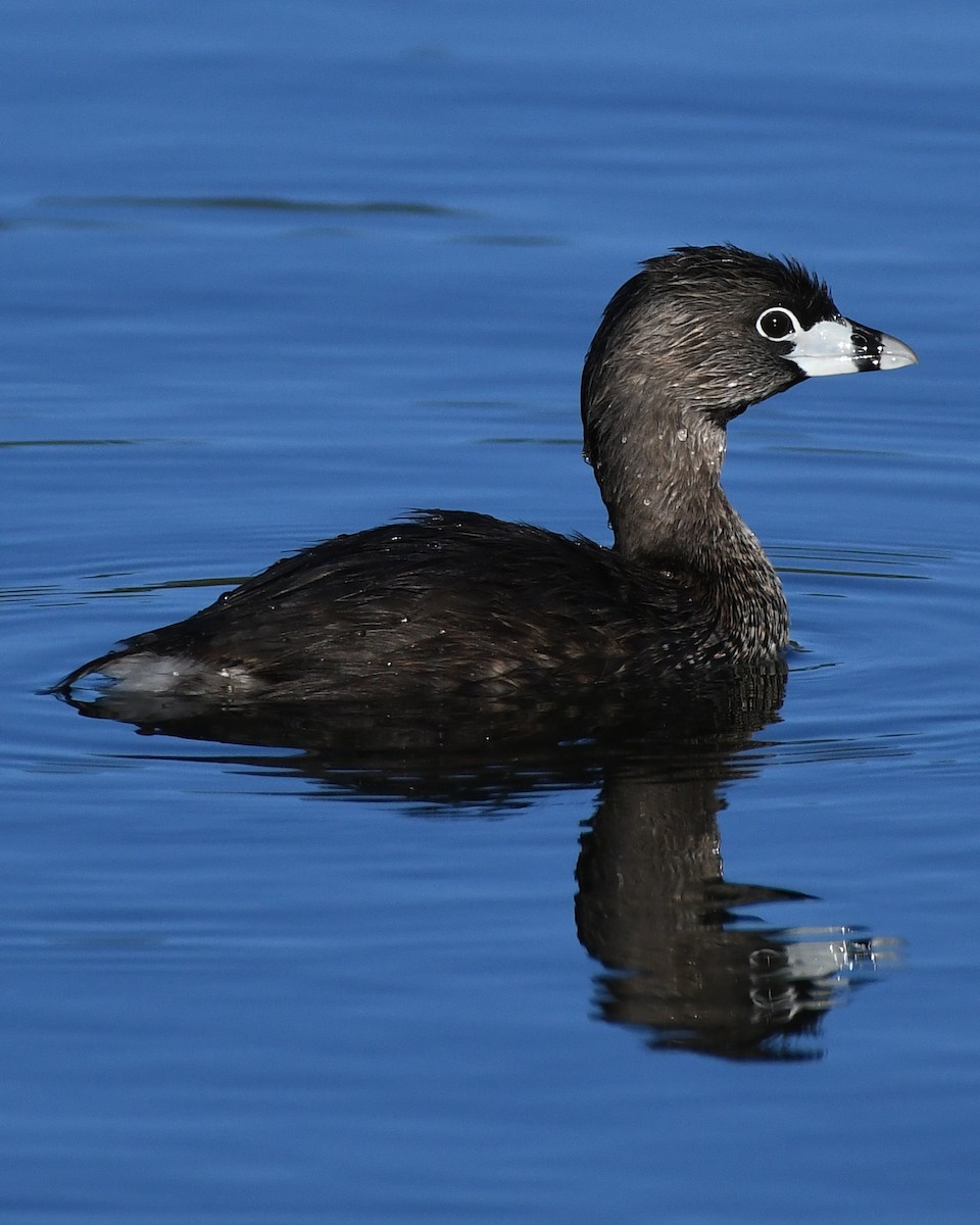 Pied-billed Grebe - Sylvia Bauer