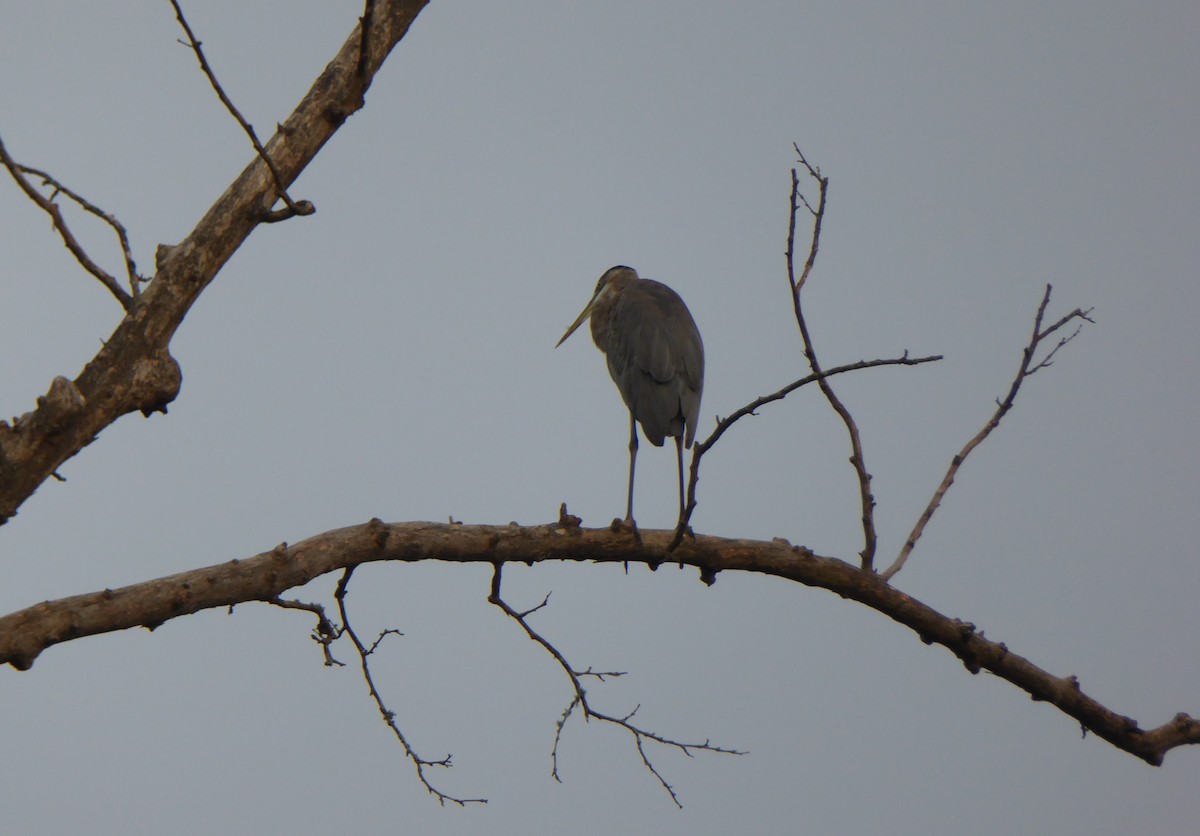 Great Blue Heron - ML469322441