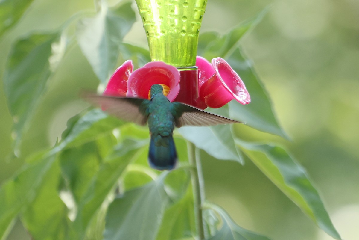 Colibrí Oreja Violeta Mexicano - ML469322691