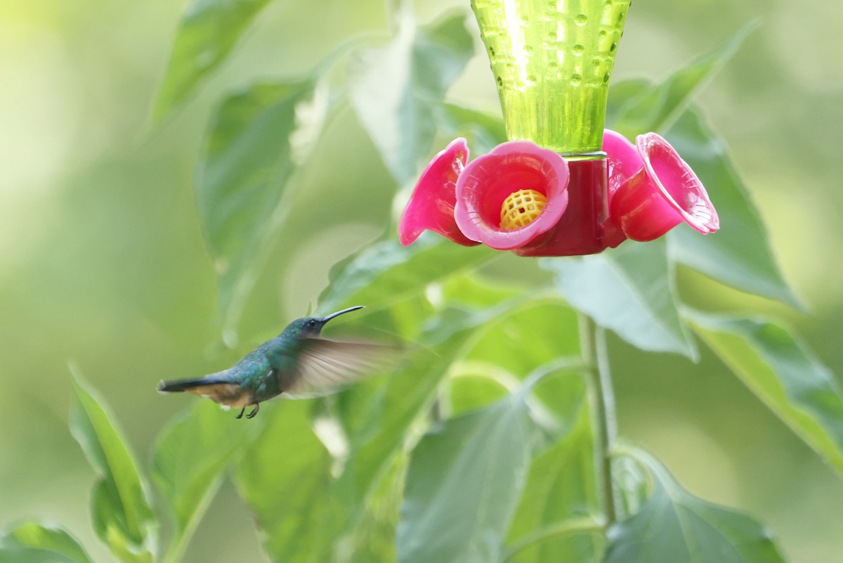 kolibřík zelený - ML469322701