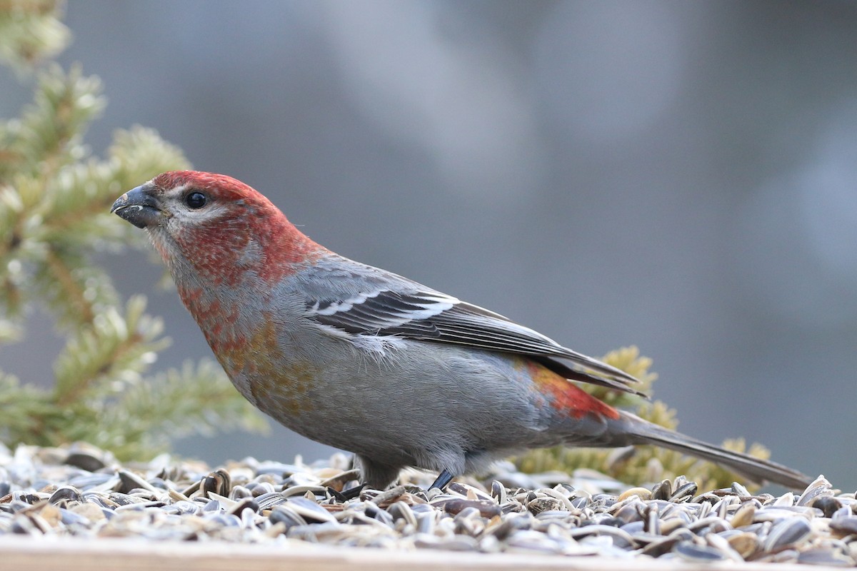 Pine Grosbeak - ML46932271