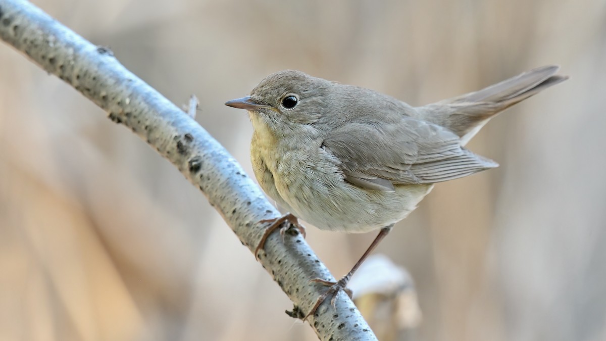 Thrush Nightingale - ML469322731