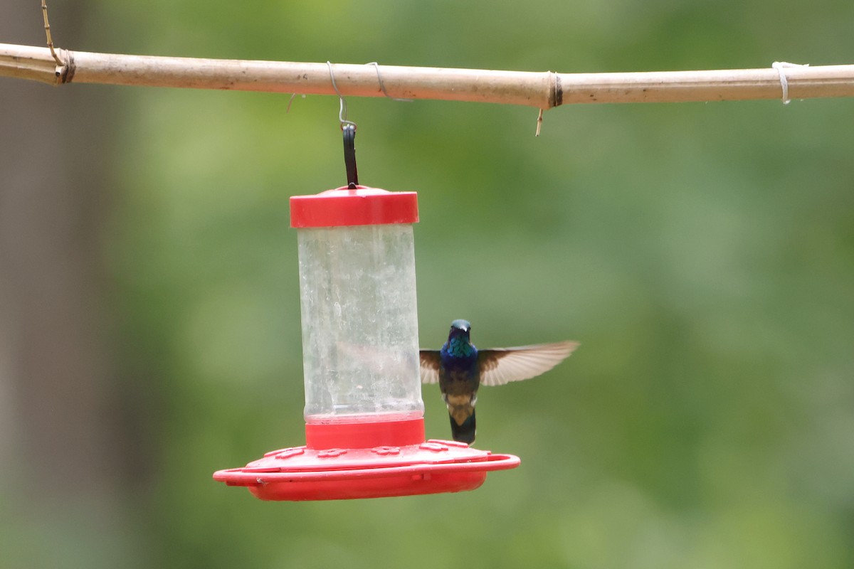 Colibrí Oreja Violeta Mexicano - ML469322821