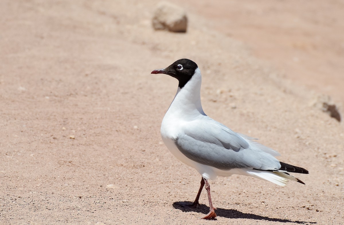 Andean Gull - Valeria  Martins