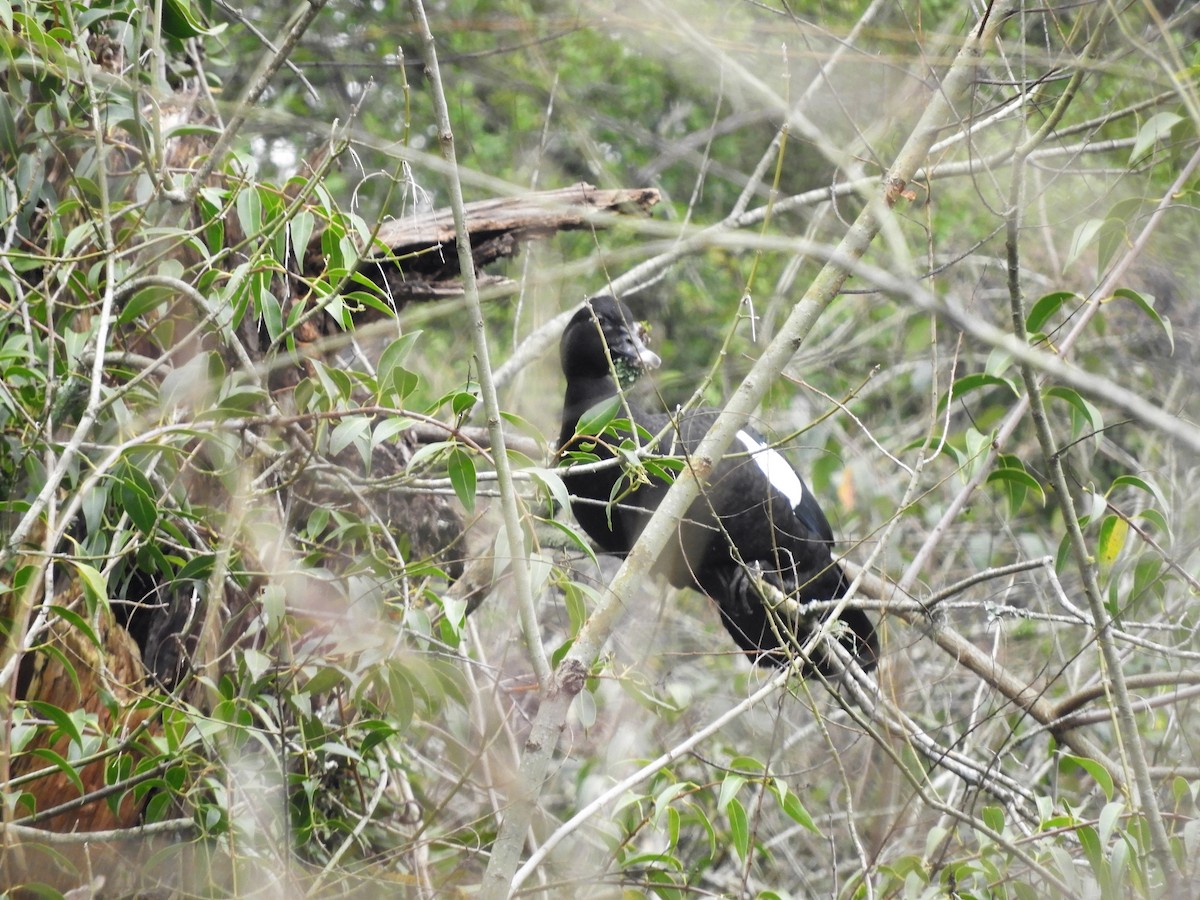 Anatra muta - ML469326411