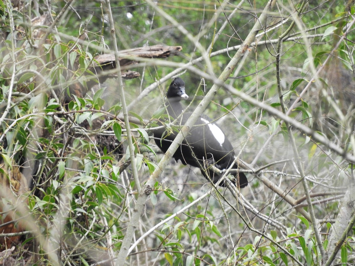 Muscovy Duck - ML469326441