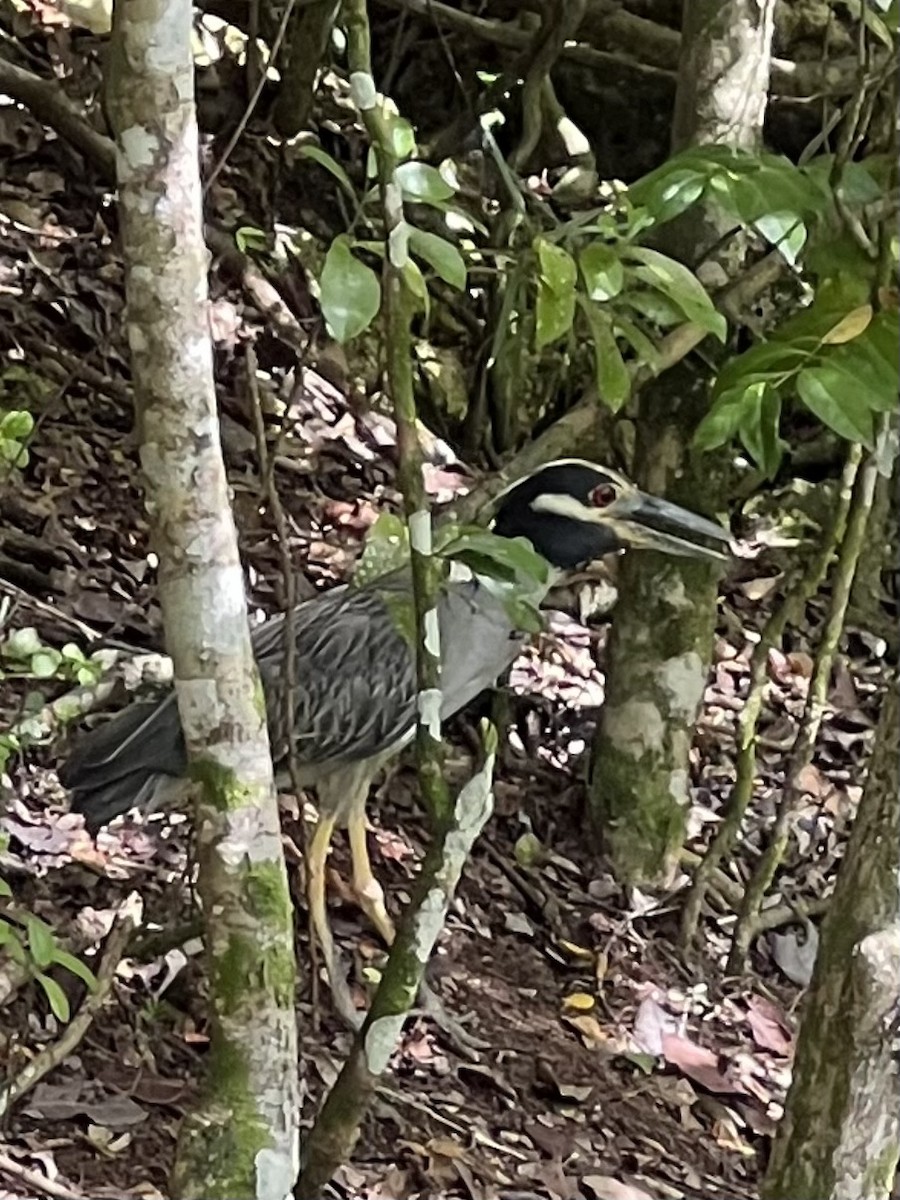 Yellow-crowned Night Heron - ML469326521