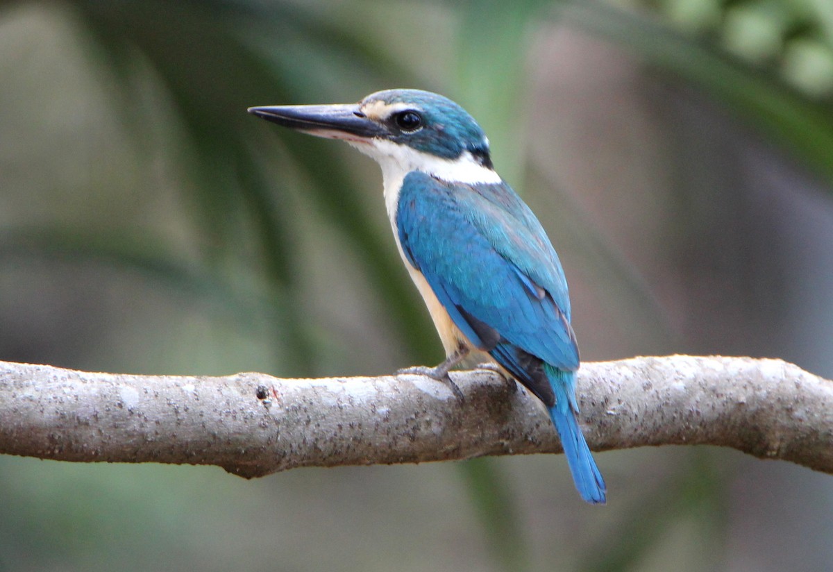 Sacred Kingfisher - ML46932751