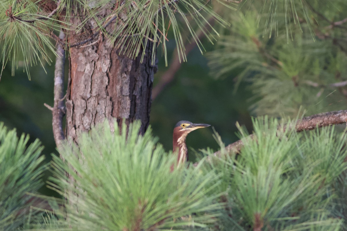 Green Heron - ML469328301