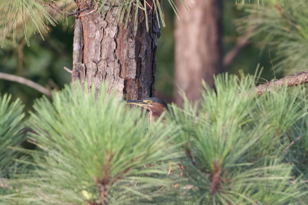 Green Heron - ML469328311