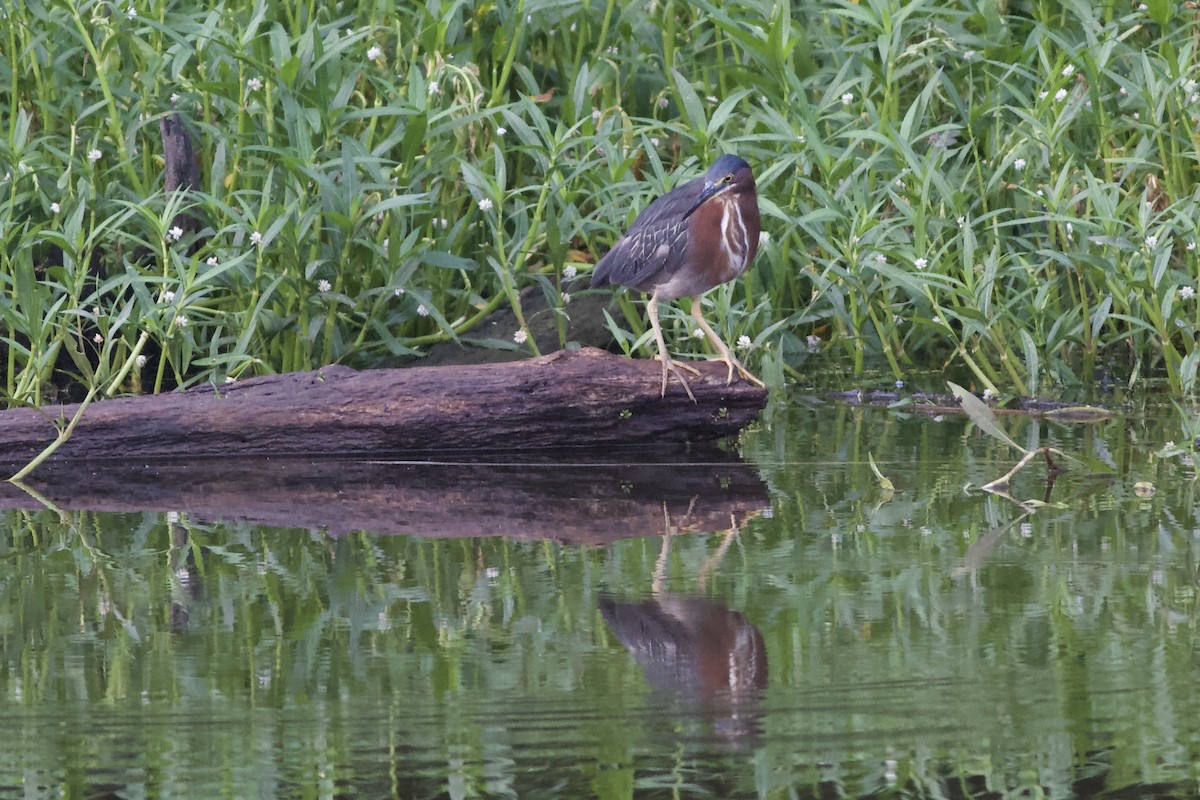 Green Heron - ML469328321