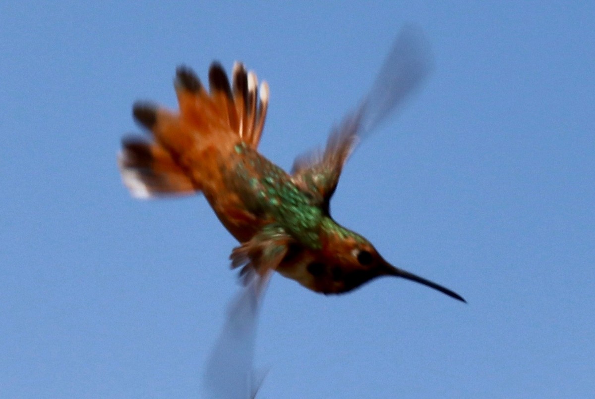 Allen's Hummingbird - Chris Overington