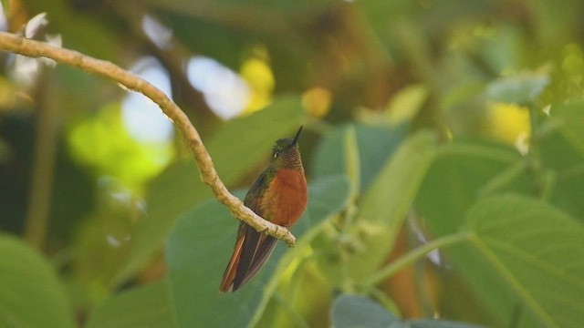 Chestnut-breasted Coronet - ML469328661