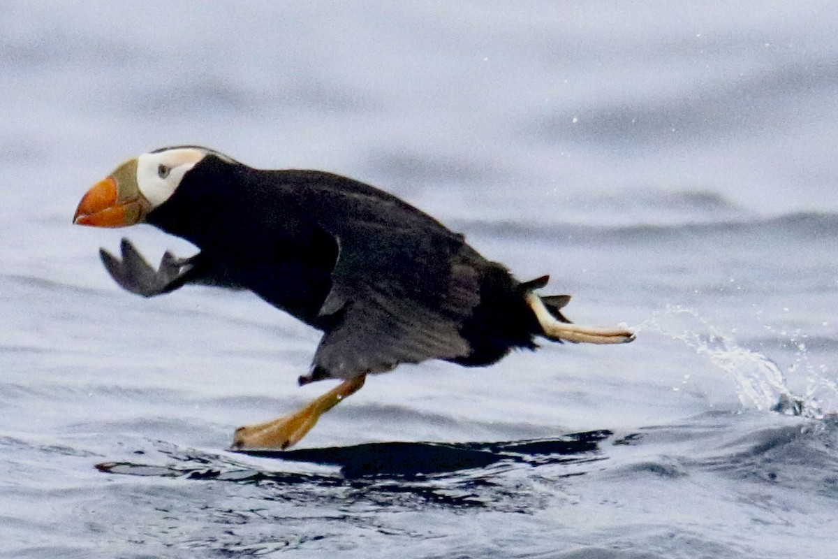 Tufted Puffin - ML469329191