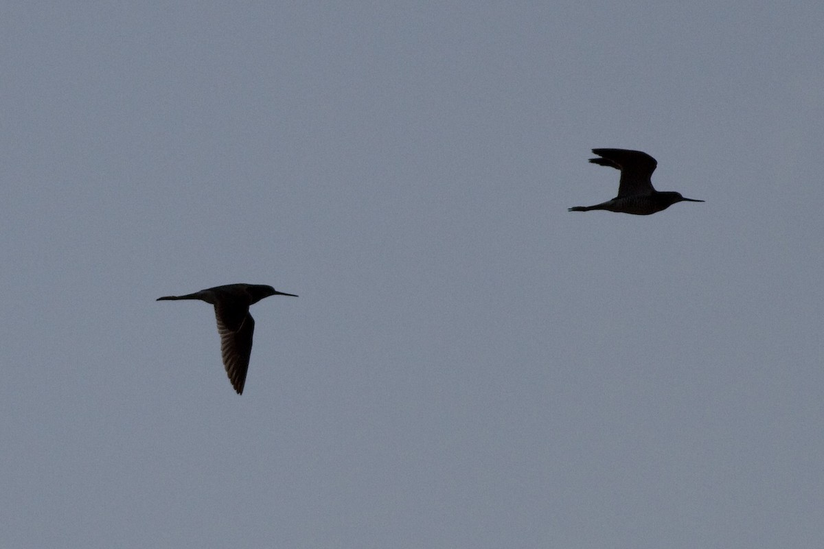 Greater Yellowlegs - ML469329291