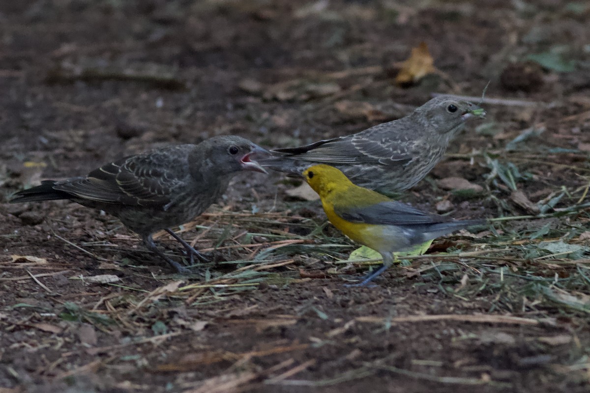 Brown-headed Cowbird - ML469329401